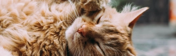 Ludemeula fernandes 9 U Uo Gaa Ht NE unsplash