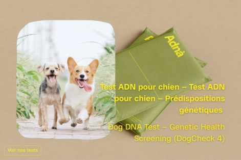 Chien 350 breed 1