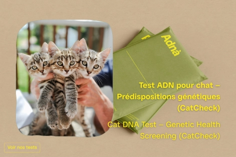 Copy of chien 350 breed