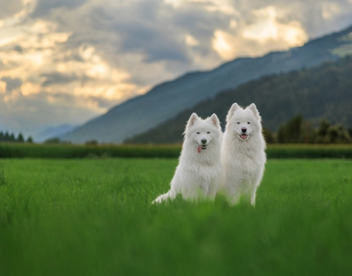 Barcs tamas 9 Hix H Ttie W4 unsplash