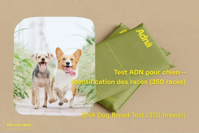 Chien 350 breed