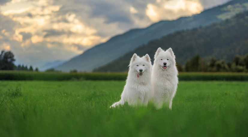 Barcs tamas 9 Hix H Ttie W4 unsplash